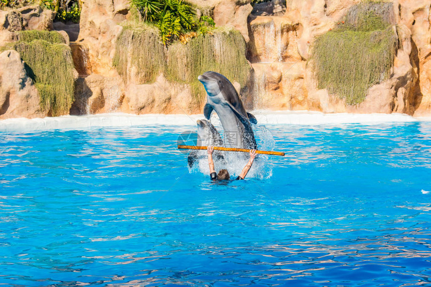 动物管理员在大游泳池里练习海豚的把戏图片