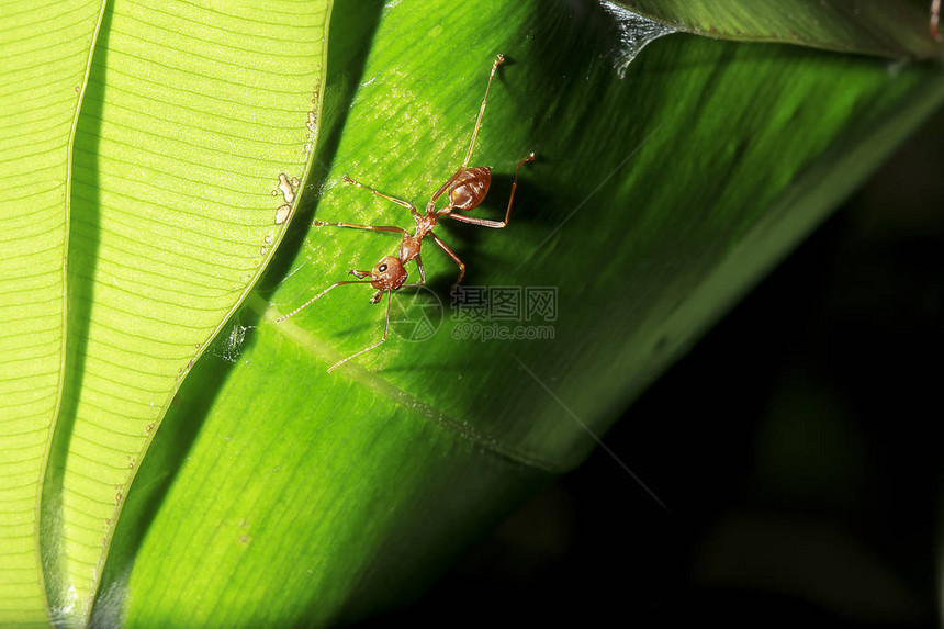 红蚂蚁在自然界的叶子上图片