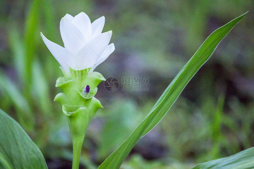 带白花的Curcumase图片