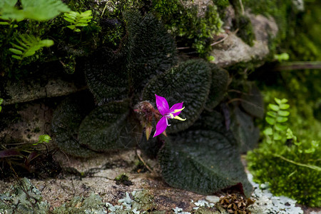 潮湿的岩石壁龛中的紫色花朵图片
