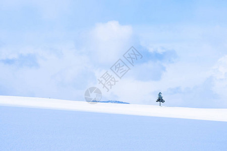 冬季寒雪季节美丽的户外自然景观和圣诞树图片