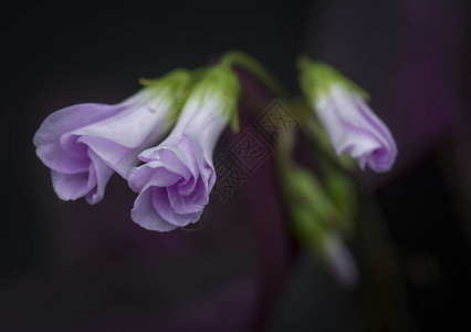 紫色假三叶草植物图片