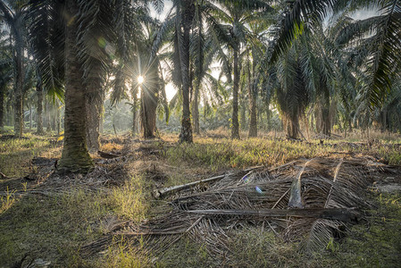 棕榈油农场的晨景背景图片