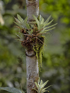树枝覆盖了危地马拉的菠萝和青菜图片