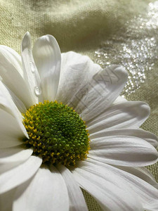 一朵白色菊花在黄色布上图片