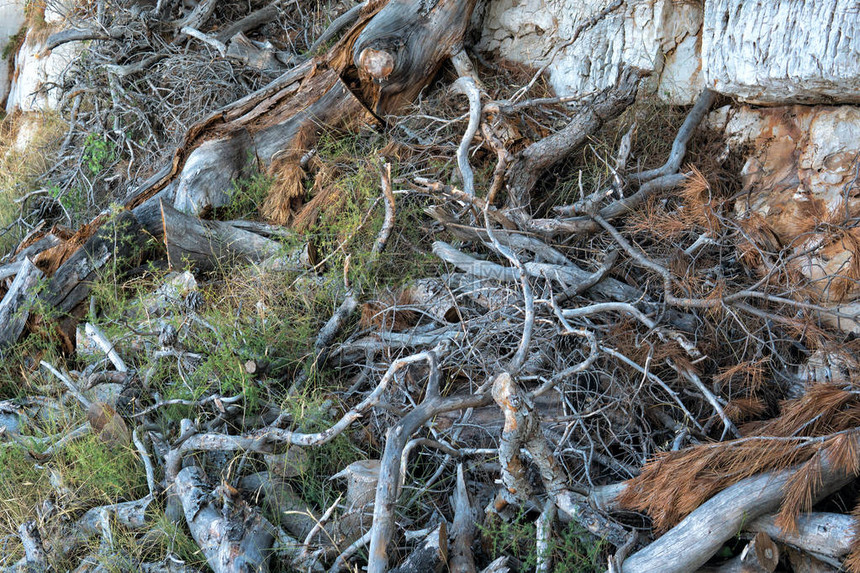 干燥针叶树枝和锥体的背景图片