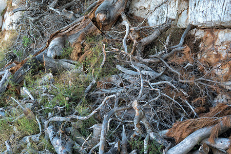 干燥针叶树枝和锥体的背景图片