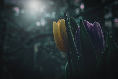 郁金香花的春色图片