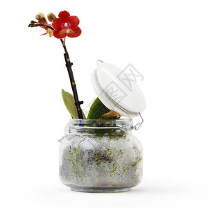 白色背景花店或礼品卡概念中隔离的盆栽玻璃图片