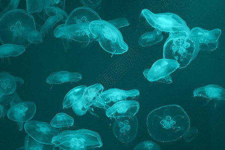 许多透明的水母在一束光线下图片