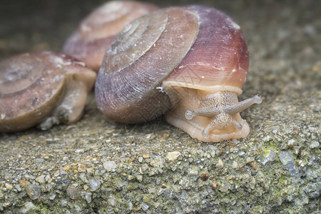 圆形小壳蜗牛背景图片