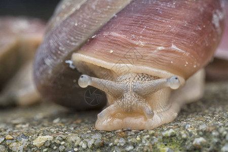 圆形小壳蜗牛背景图片