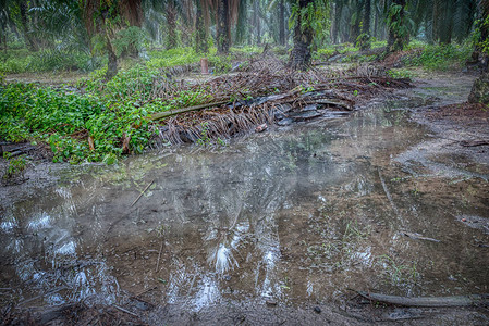 大雨后棕榈园的景象图片