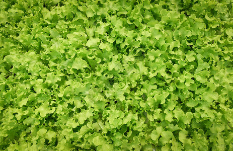 新鲜蔬菜背景绿色橡木莴苣沙拉在温室有机植物中种植花园农业图片