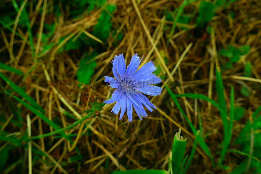 雨后湿了草地上的蓝色花图片