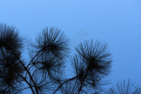 PinusKesiya松树叶的轮图片