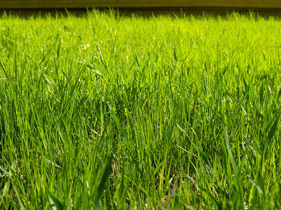 阳光明媚的日子里的青草自然背景图片