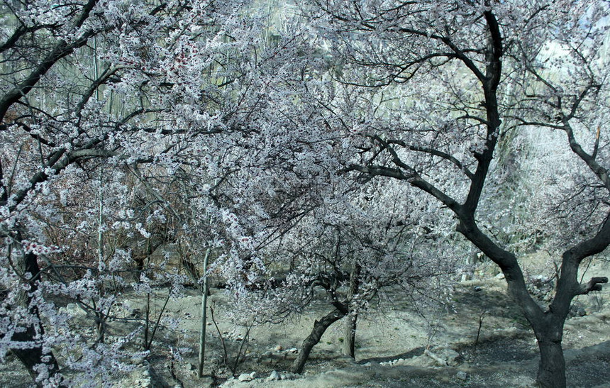 冬天寒冷的树木的冬季自然景色雪图片