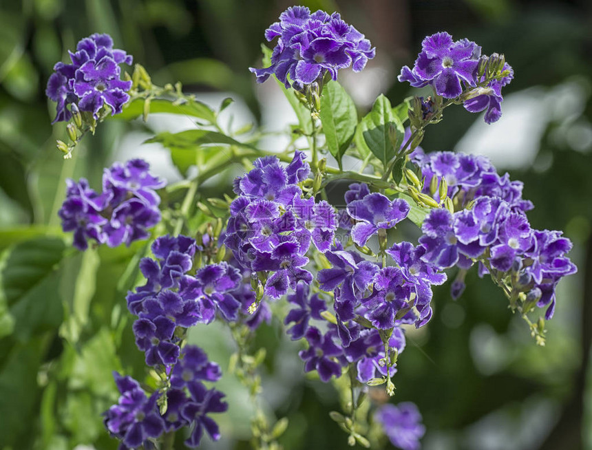 紫色杜兰塔直立植物图片