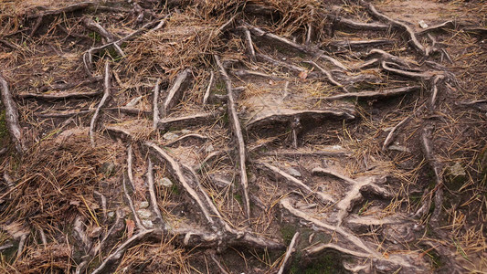树根系在干燥的土壤中的概念图片