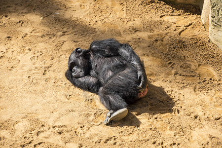 年轻的黑猩睡在地上图片