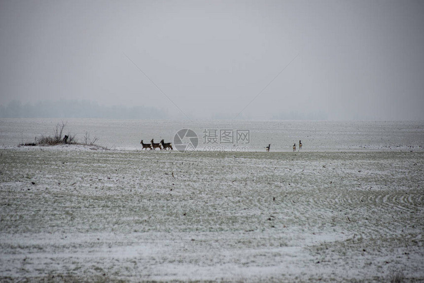 白雪皑的天空下冬季乡村空旷的纹理田野图片