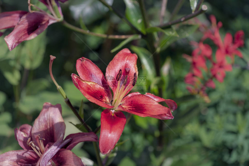一朵孤立的大开红百合花的自然户外色彩宏图片