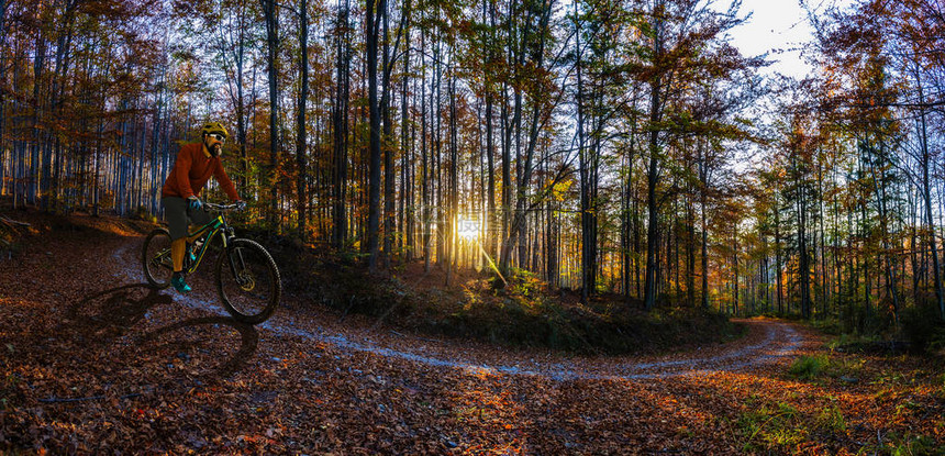 森林中的阳光秋天全景晨光照透树木图片