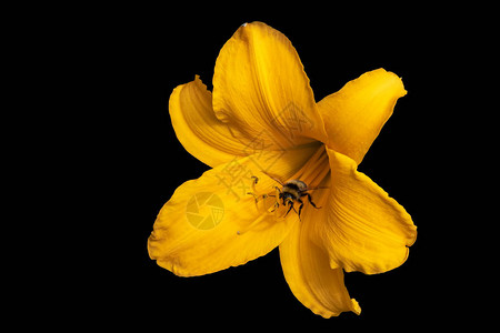 黑色背景上一朵孤立的大开黄色花菜的颜色宏背景图片