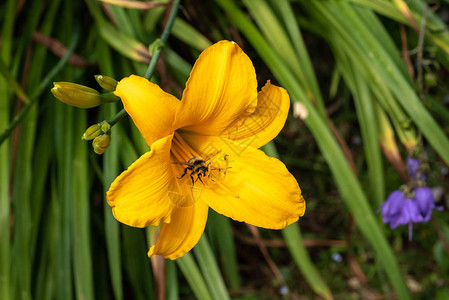 在阳光明媚的夏日拍摄黄色白昼花朵和蜜蜂在天然绿色模糊背景上盛开的巨幅图像背景图片