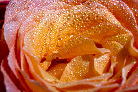 玫瑰和露水滴接近图片