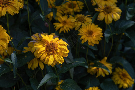 在阳光明媚的夏日拍摄的黄色盛开的假向日葵向日葵向日葵田的彩色户外图片