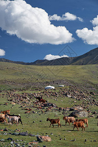 在蓝天蒙古包和山羊群上运行积云下的山地草原的蒙古景观蒙古西部自然山界Tsa图片