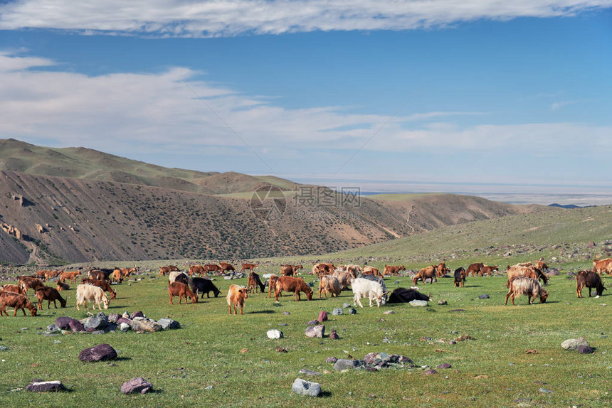 在蒙古西部Tsagduult岛自然山区边界的山草牧场图片