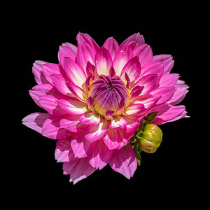 静物美术彩色花卉宏图片