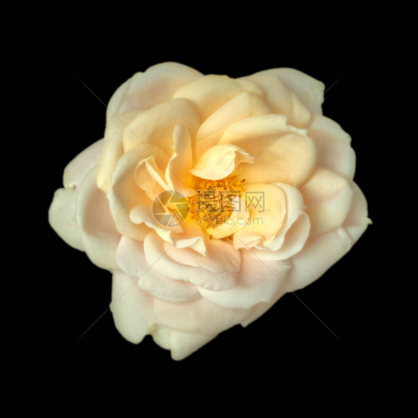 黑色背景上一朵孤立的黄色玫瑰花的亮色美术静物花卉宏观花卉图像图片