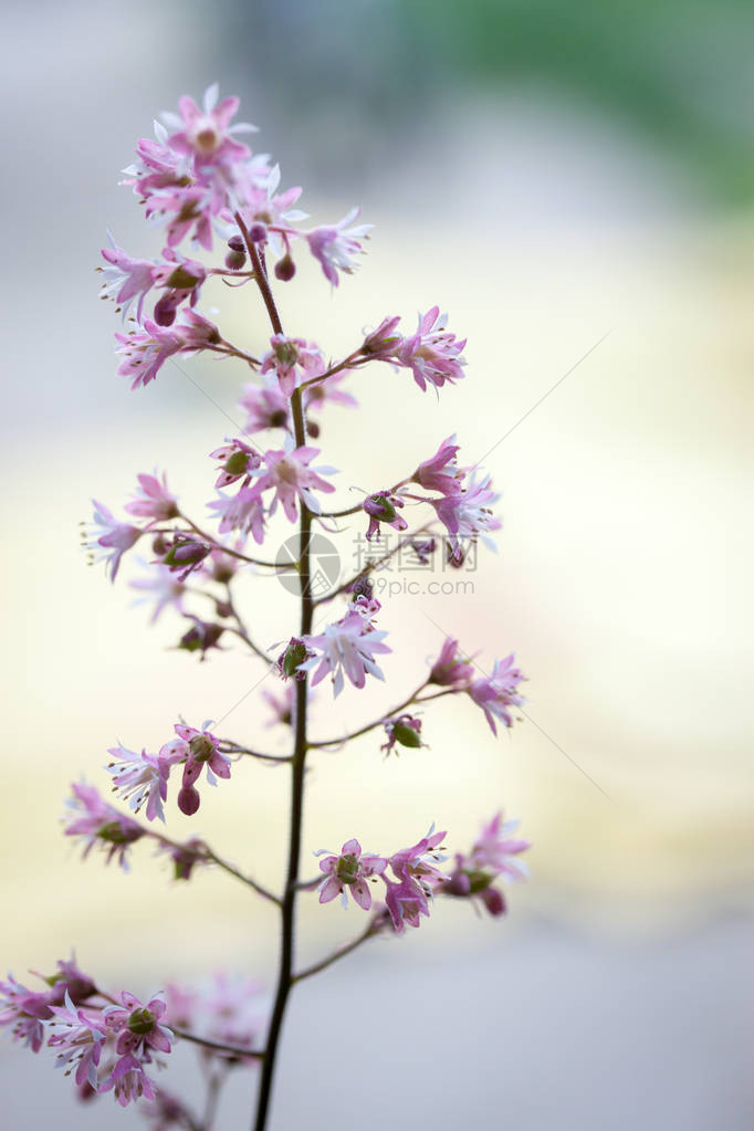 在花园中美丽的春花图片