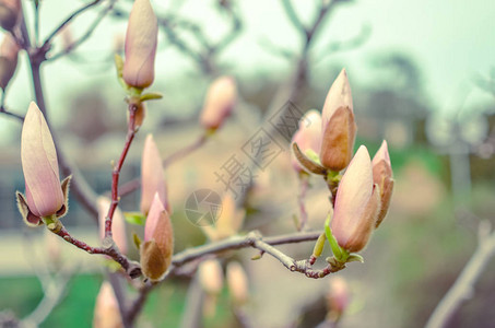 春天特写在公园里盛开的玉兰花蕾图片