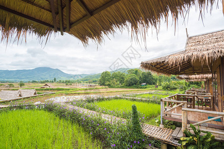 自然居家泰国最有机农场图片