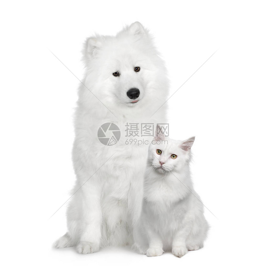 猫和狗土耳其安哥拉和Samoyed在图片