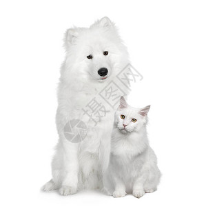 猫和狗土耳其安哥拉和Samoyed在图片