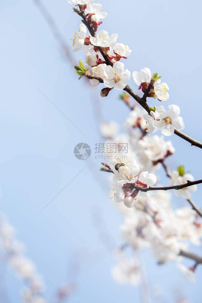 春天开花的杏子在蓝天的衬托下图片