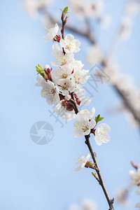 春天开花的杏子在蓝天的衬托下图片