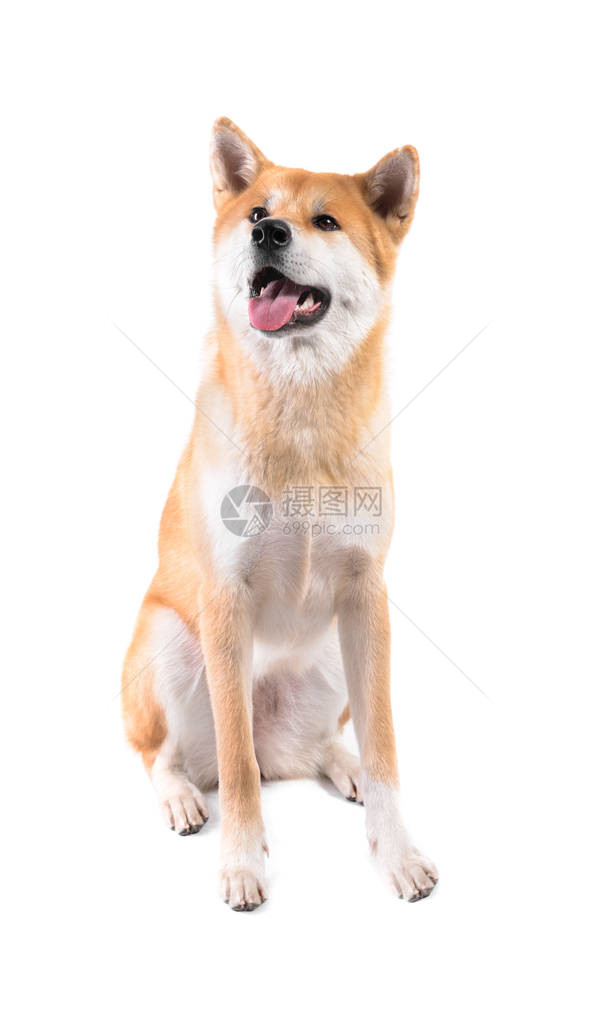 白色背景上可爱的秋田犬图片