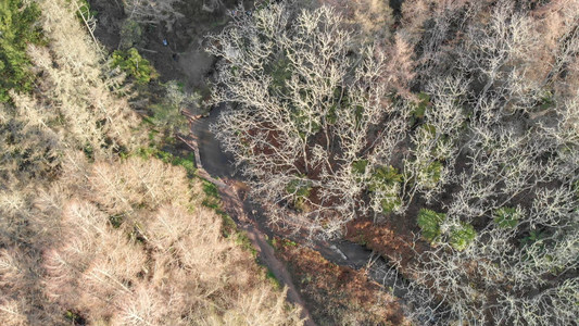 从下方空中向下飞去取自煤气溪和周围森林图片
