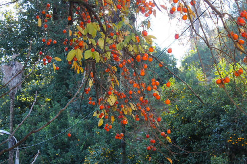在佐治亚州巴图米的一棵树上种植图片