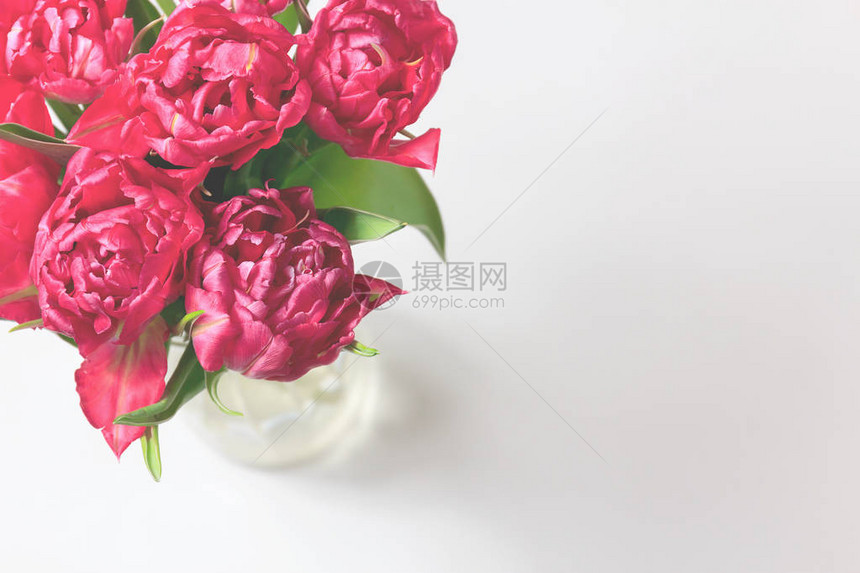 红色和粉红色郁金香的春季花柱有文本空间的花白色背景Re图片