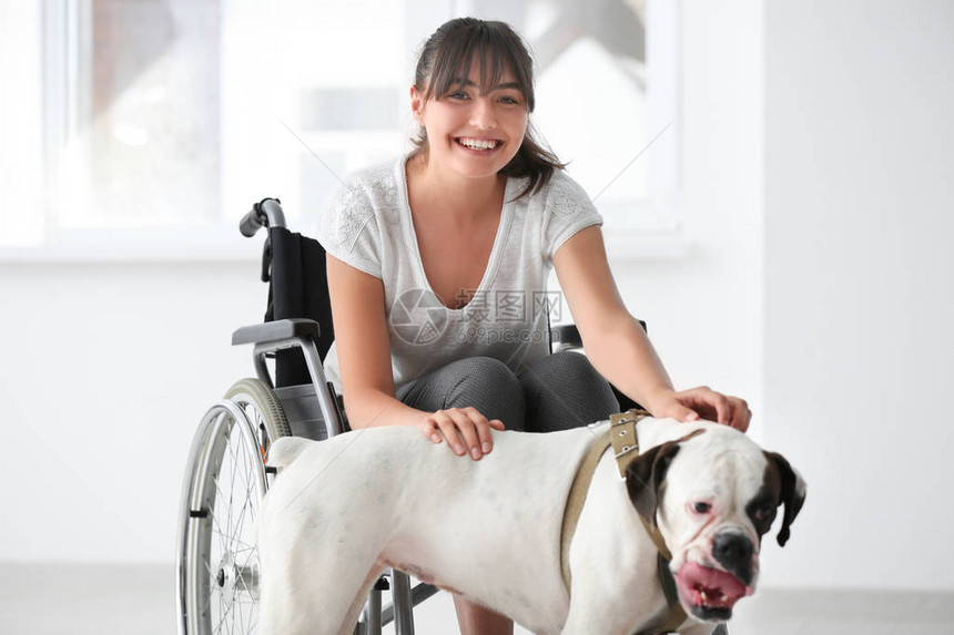 与室内服务狗一起坐在轮椅图片