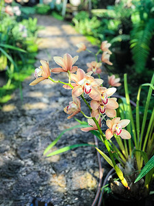 美丽的花兰开园收背景图片