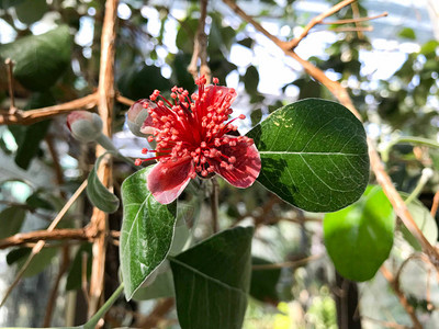 在feijoa树上图片